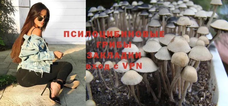 Псилоцибиновые грибы Psilocybine cubensis Георгиевск