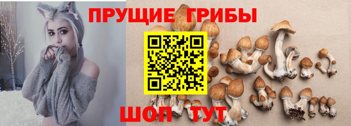 Псилоцибиновые грибы Psilocybine cubensis  Псилоцибиновые грибы Psilocybine cubensis  как найти наркотики  Георгиевск 